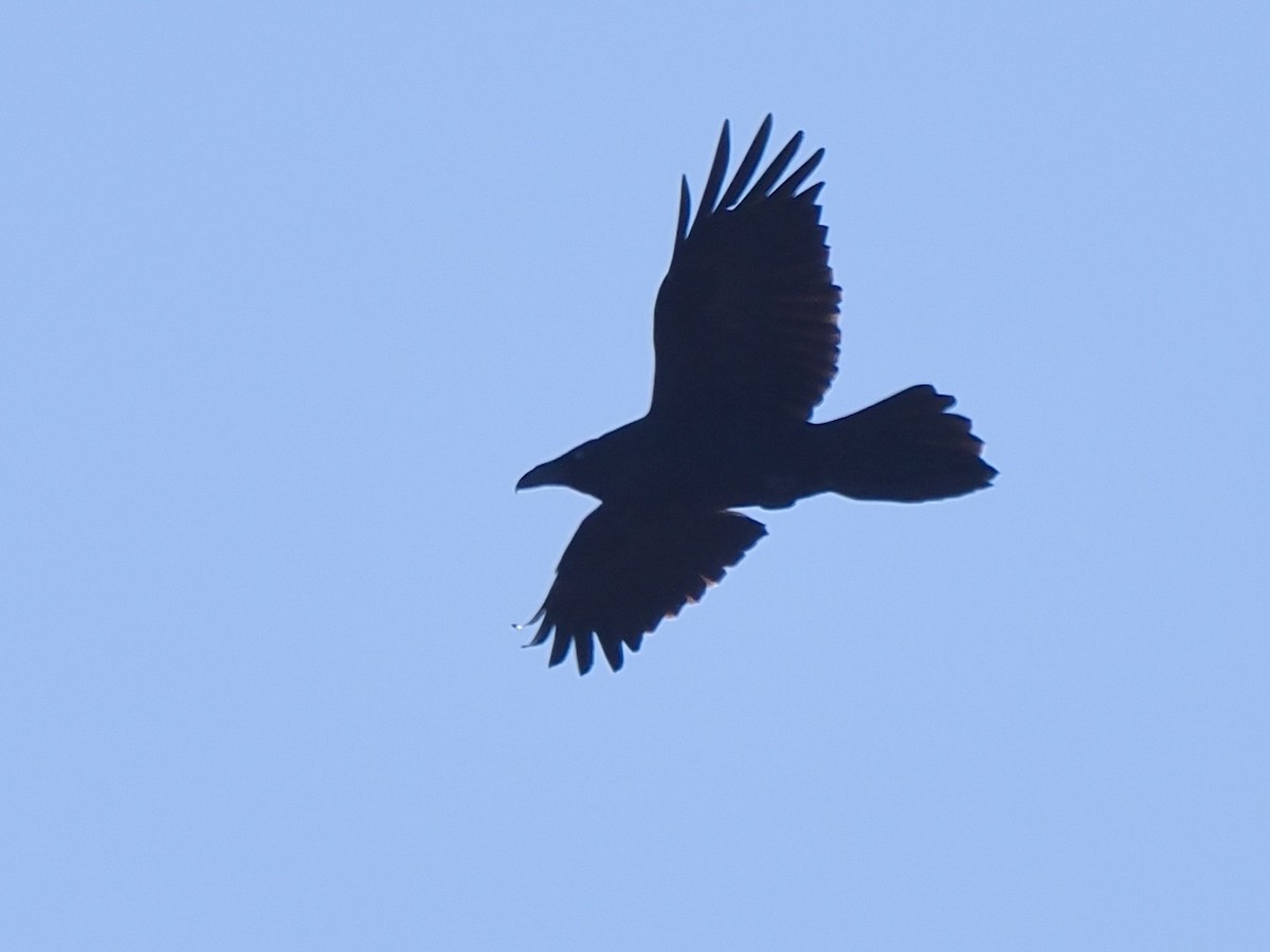 Erroi handia - ML646090482