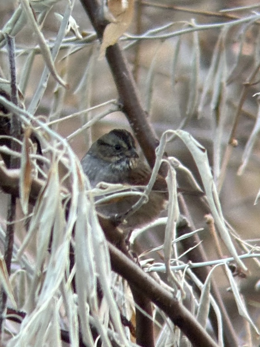 Swamp Sparrow - ML646090484