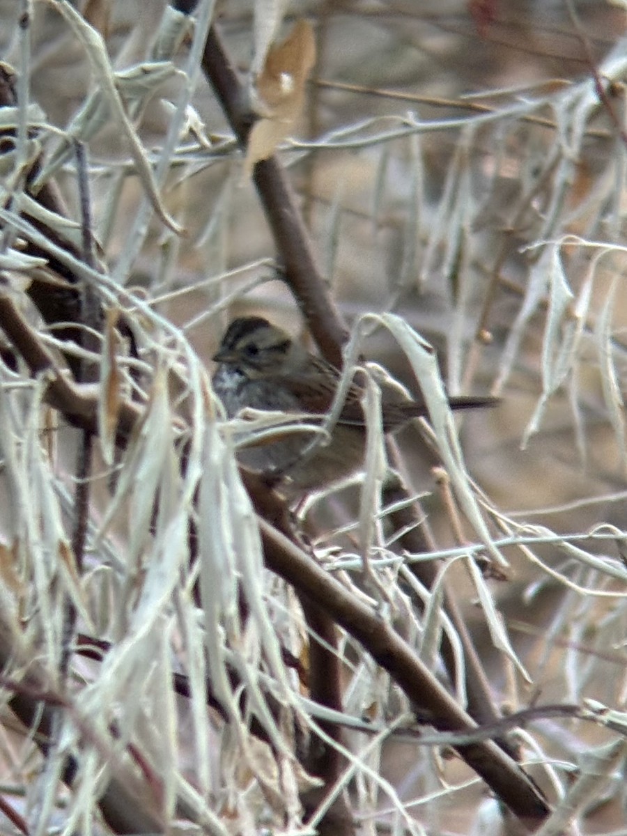 Swamp Sparrow - ML646090485
