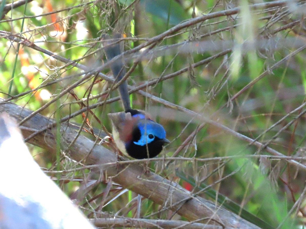 Variegated Fairywren - ML646090486