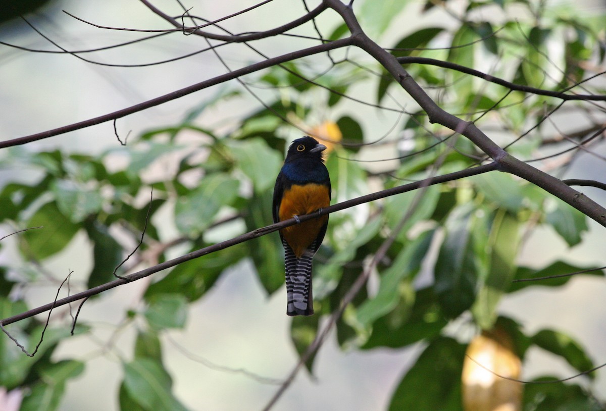 Guianan Violaceous Trogon - ML646090489