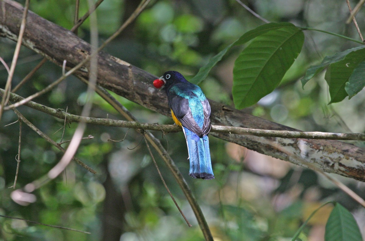 Guianan Violaceous Trogon - ML646090494