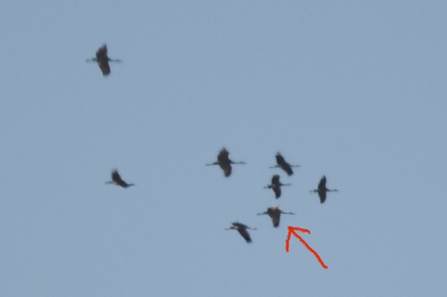 Common Crane - ML646090499