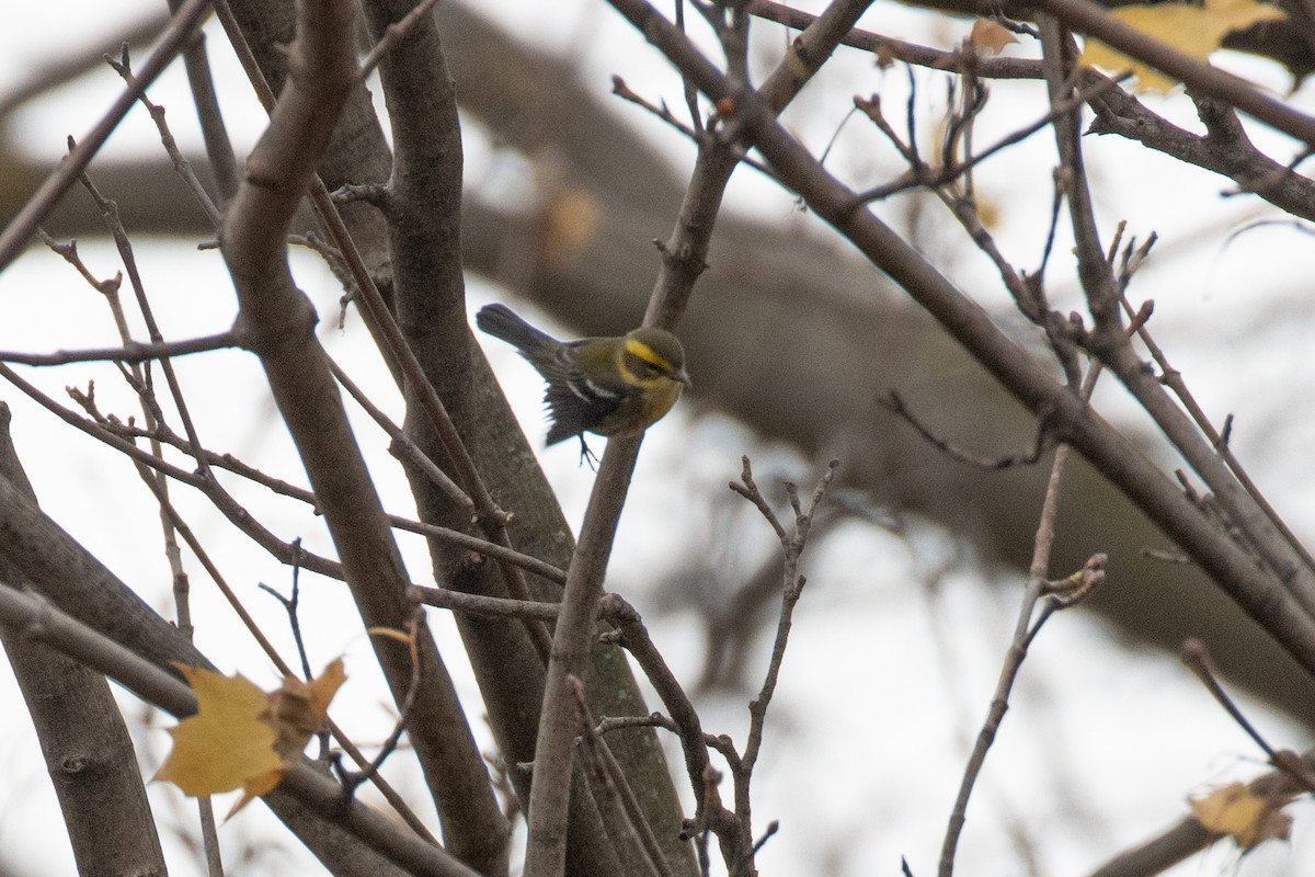 Townsend's Warbler - ML646090500