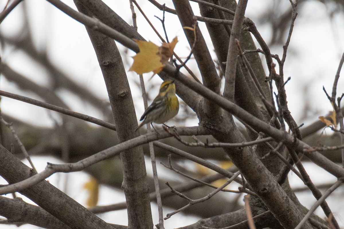 Townsend's Warbler - ML646090501