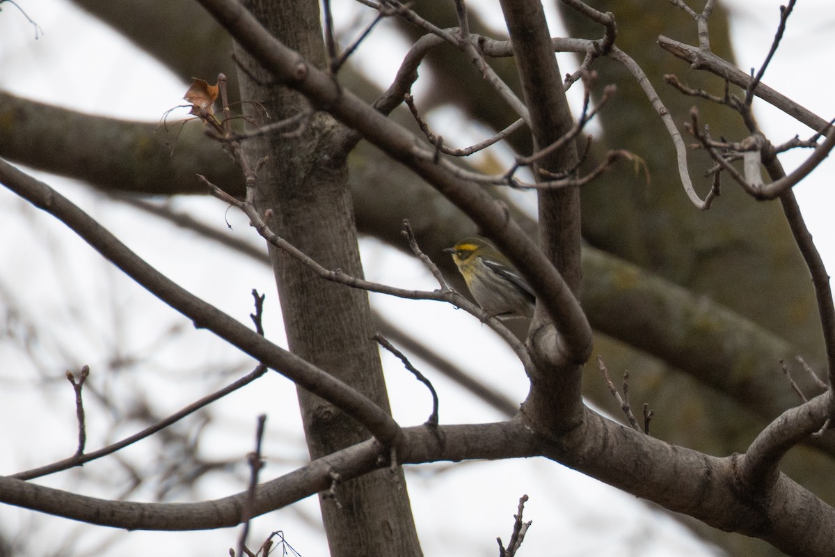 Townsend's Warbler - ML646090502