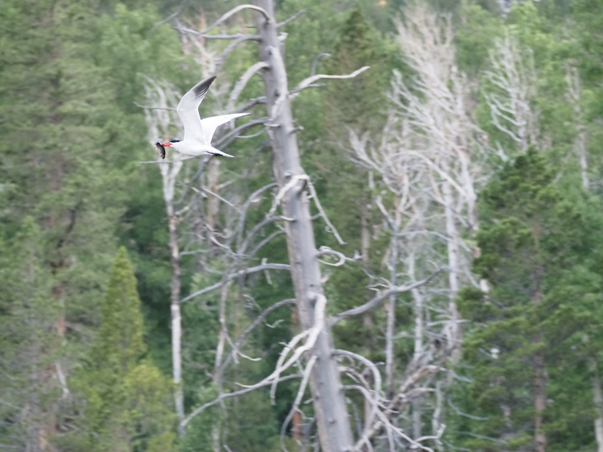 Hazar Sumrusu - ML646090503