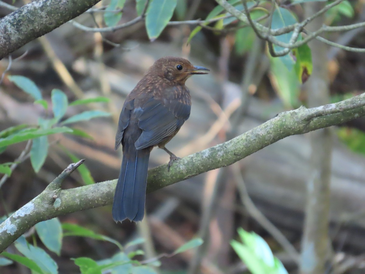 Eurasian Blackbird - ML646090504