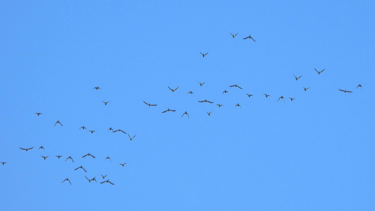 Mitred Parakeet - ML646090510