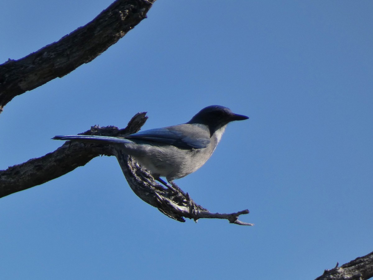 Woodhouse's Scrub-Jay - ML646090514