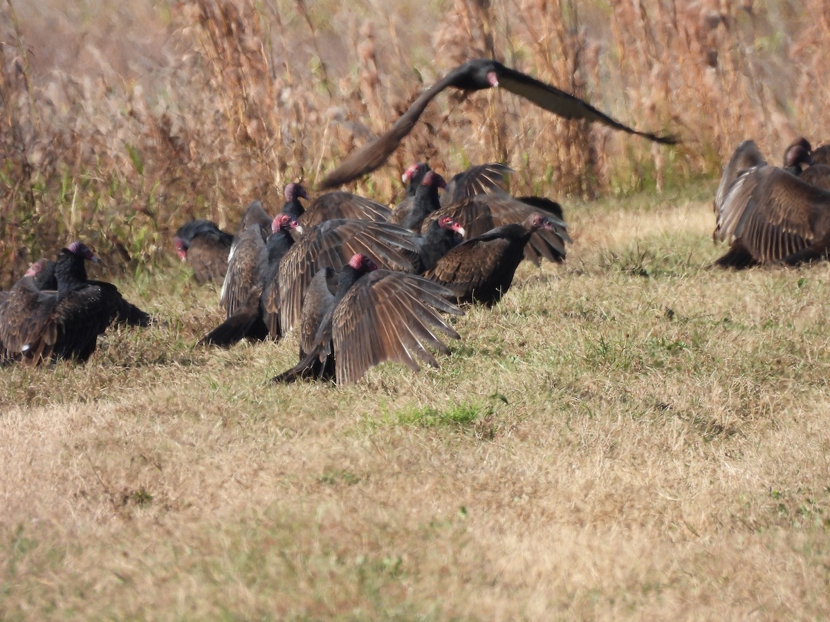 Turkey Vulture - ML646090515