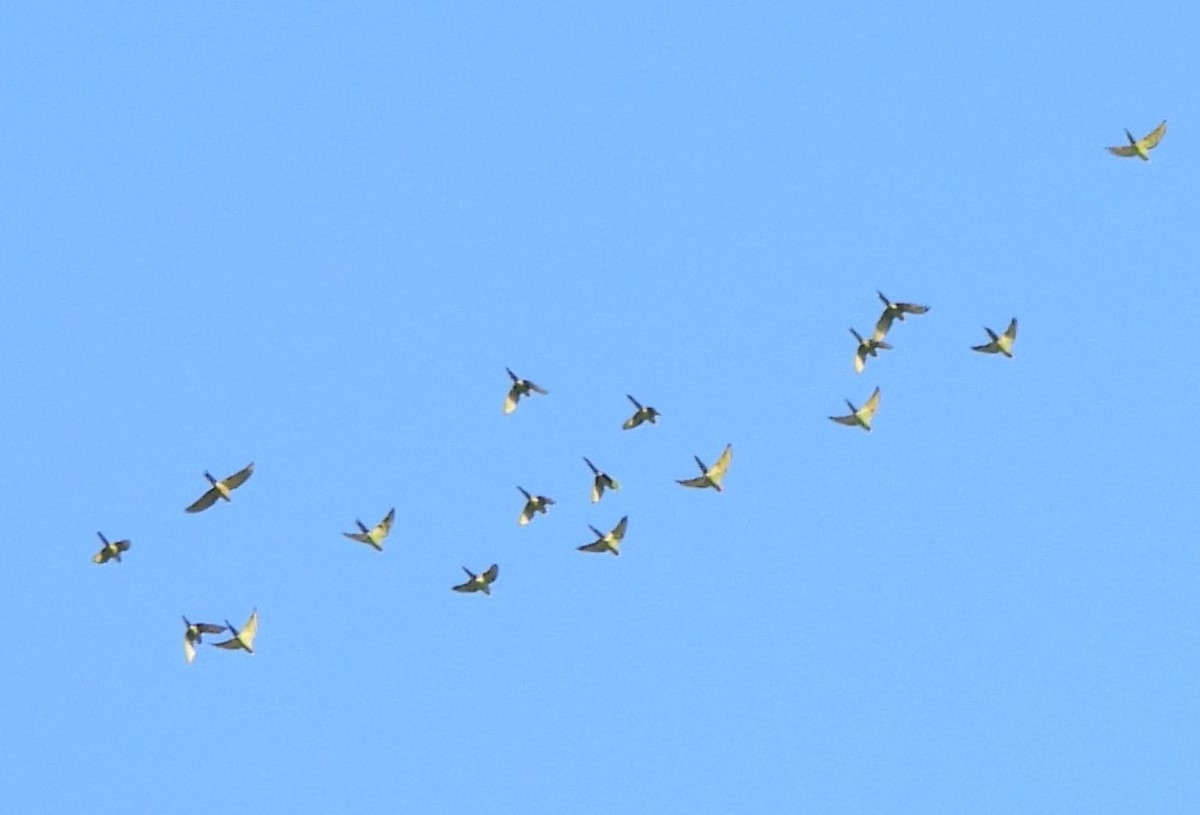 Mitred Parakeet - ML646090517