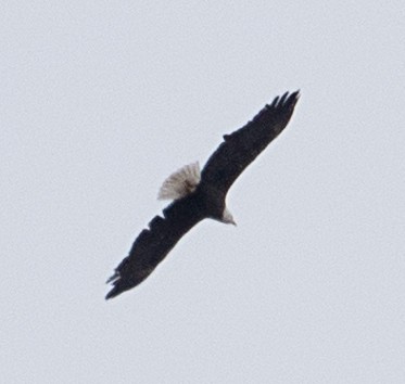 Bald Eagle - ML646090519