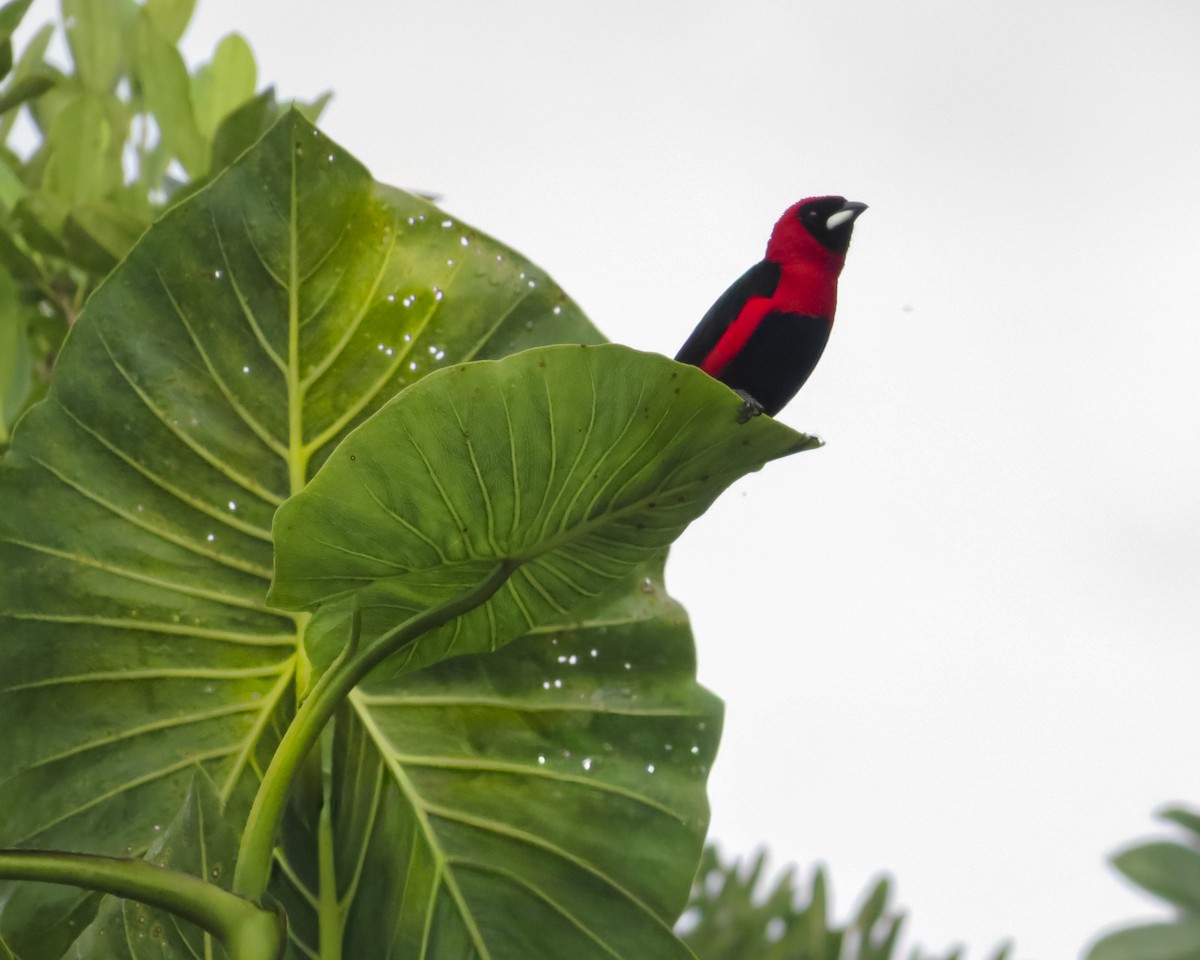 Masked Crimson Tanager - ML646090523