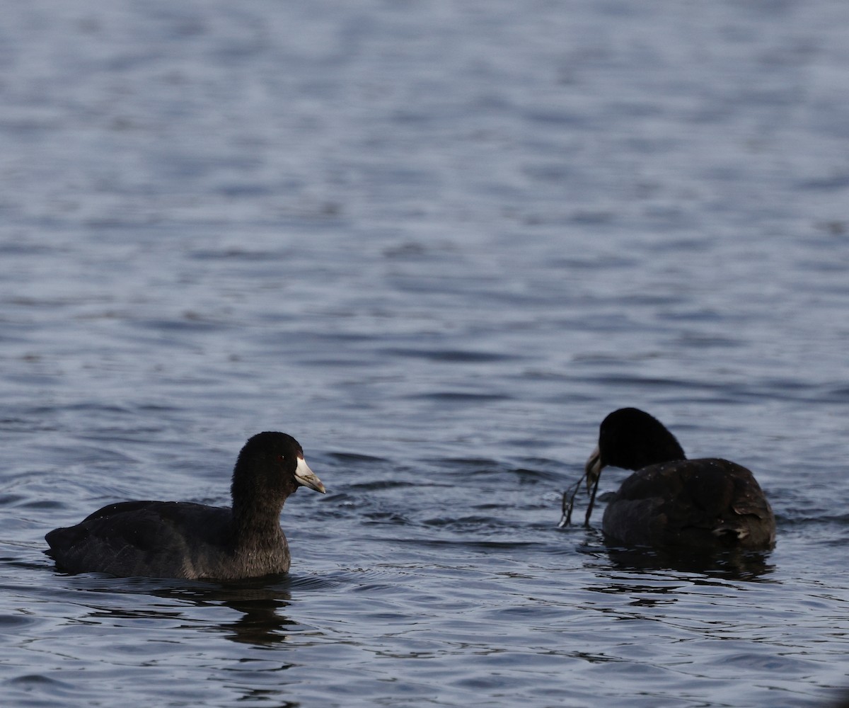 Foulque d'Amérique - ML646090524