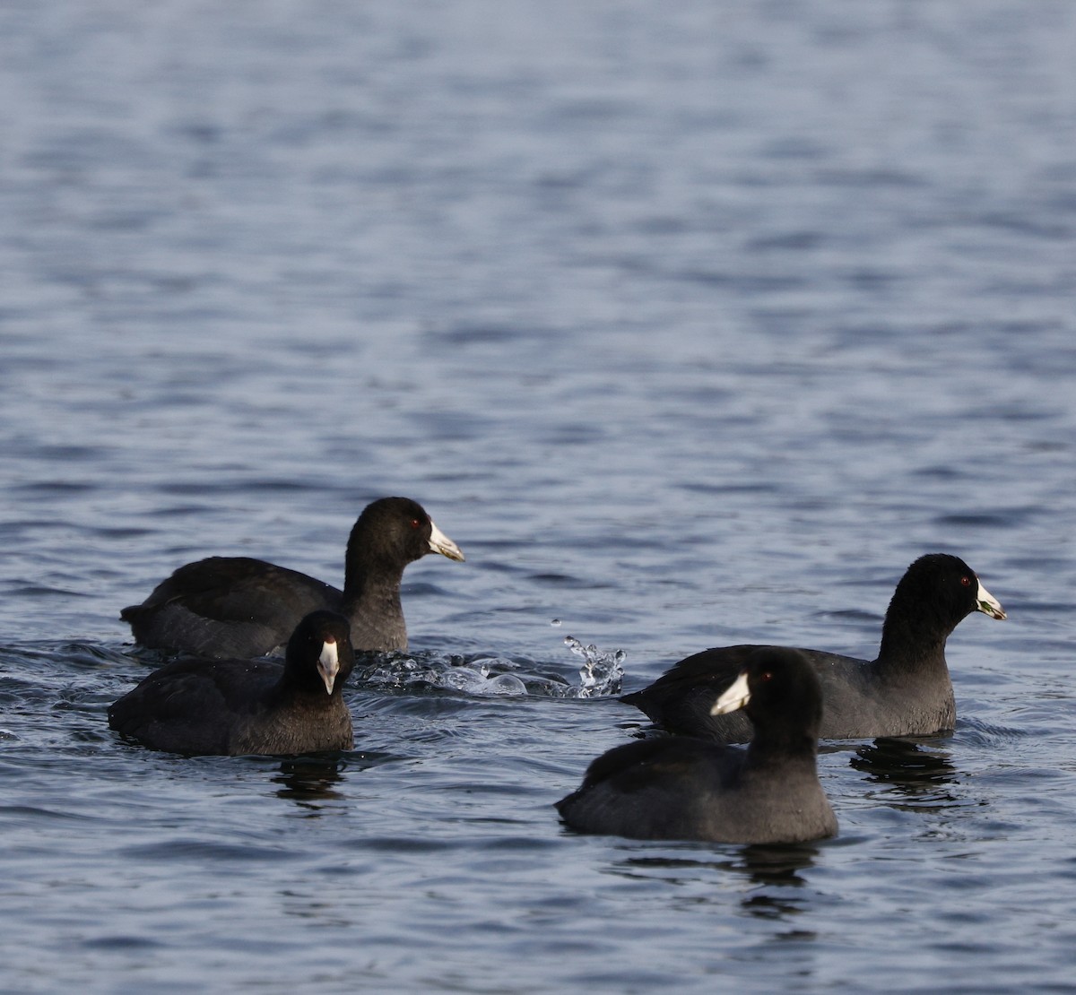 Foulque d'Amérique - ML646090525