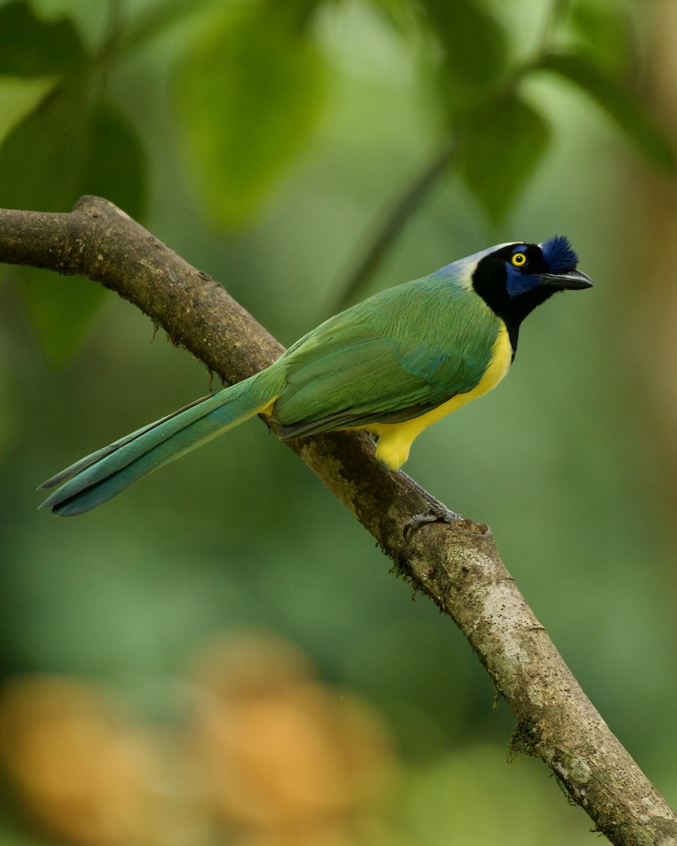 Inkablaurabe - ML646090528