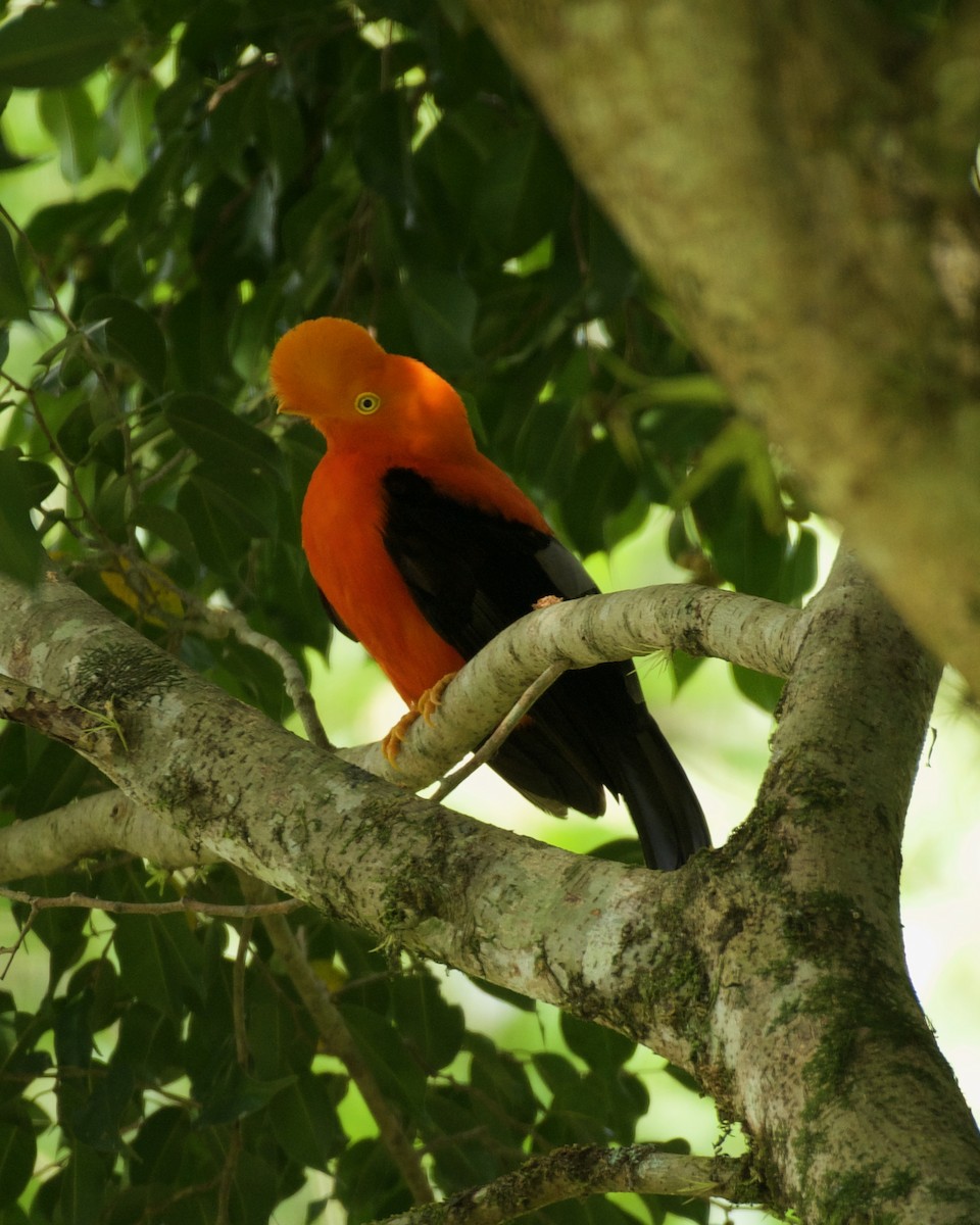 Andean Cock-of-the-rock - ML646090531