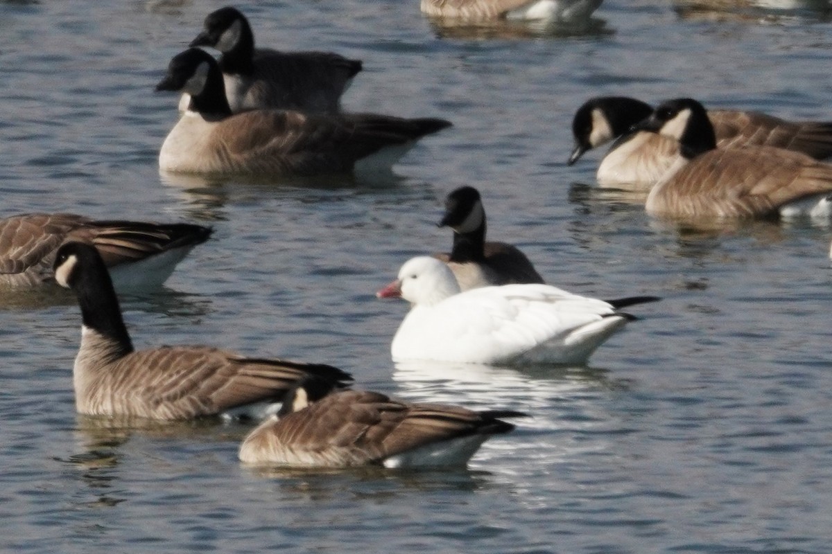 Ross's Goose - ML646090532