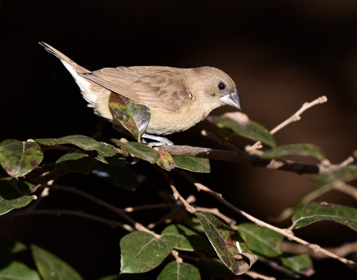 Scaly-breasted Munia - ML646090534
