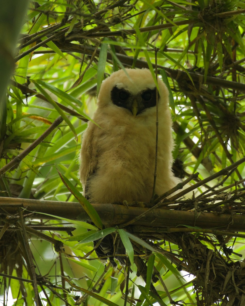 Band-bellied Owl - ML646090537