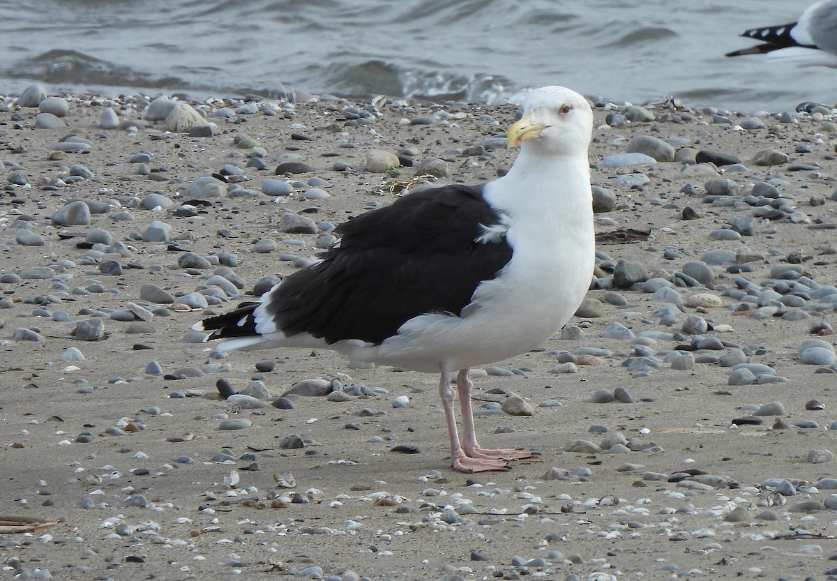 Great Black-backed Gull - ML646090539