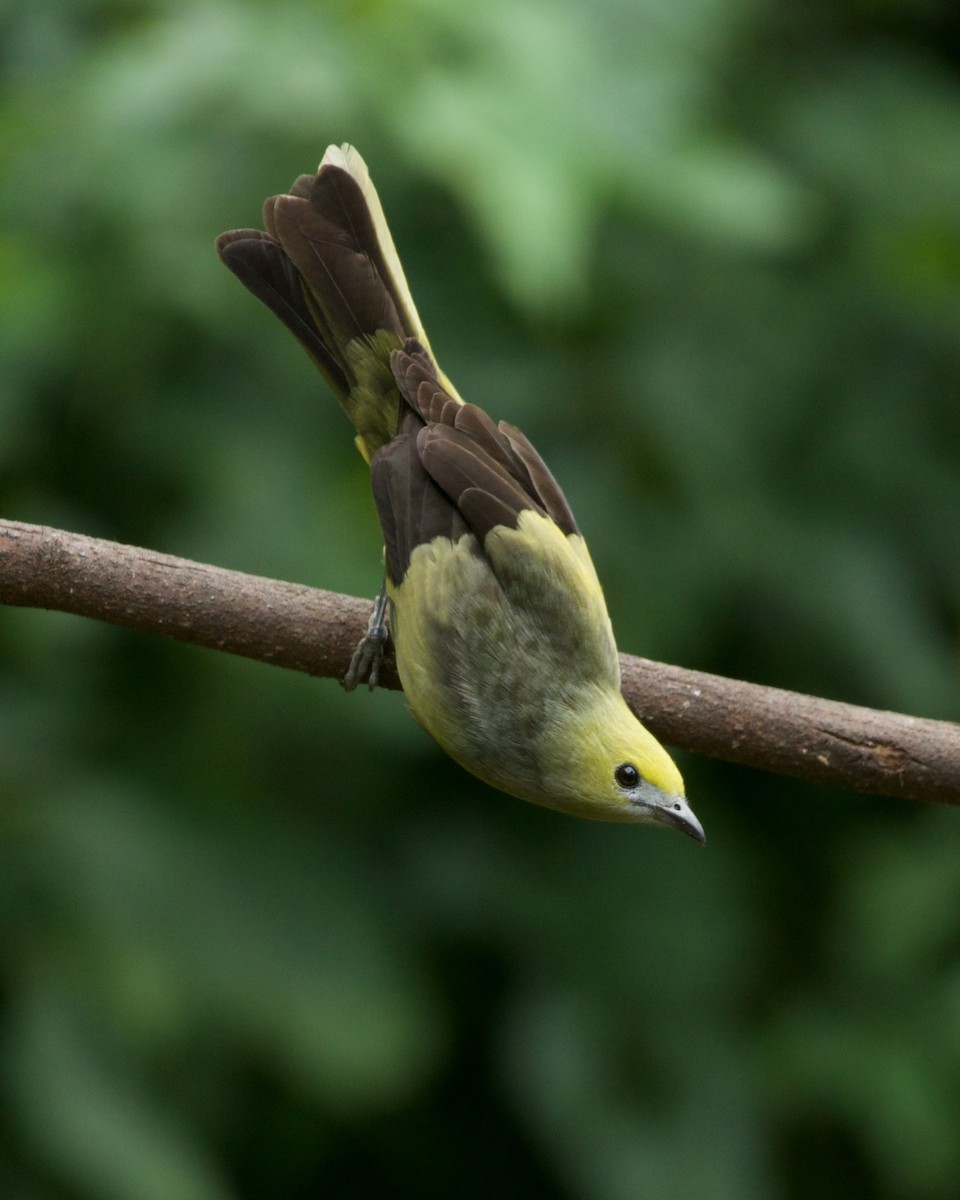 Palm Tanager - ML646090540