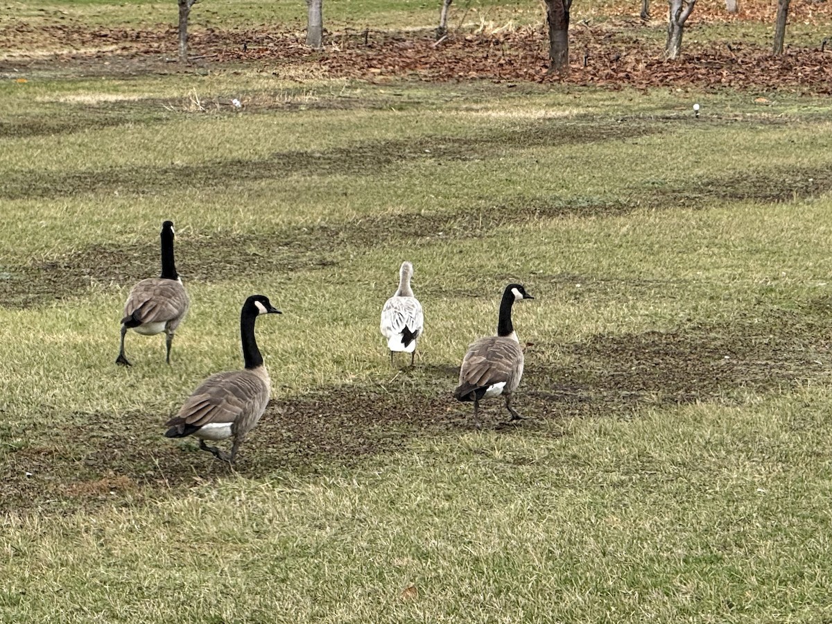 Snow Goose - ML646090542