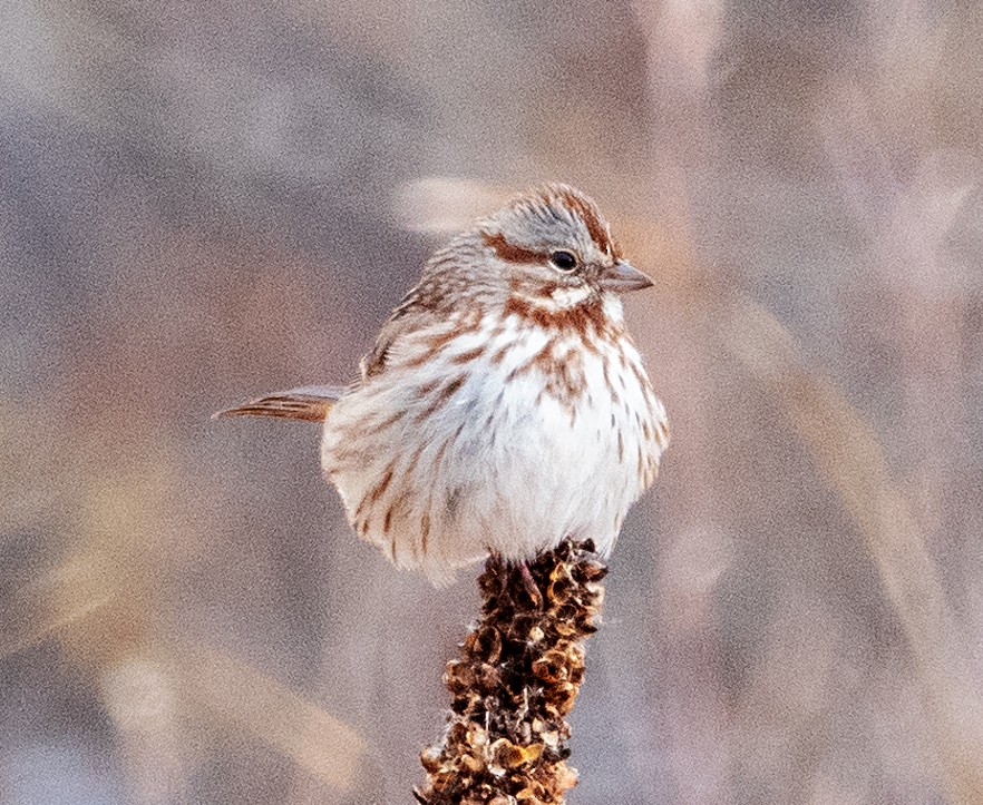 Song Sparrow - ML646090544