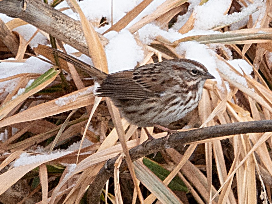 Song Sparrow - ML646090545