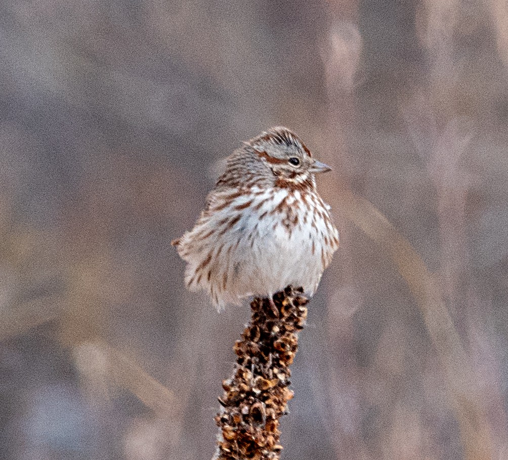 Song Sparrow - ML646090546