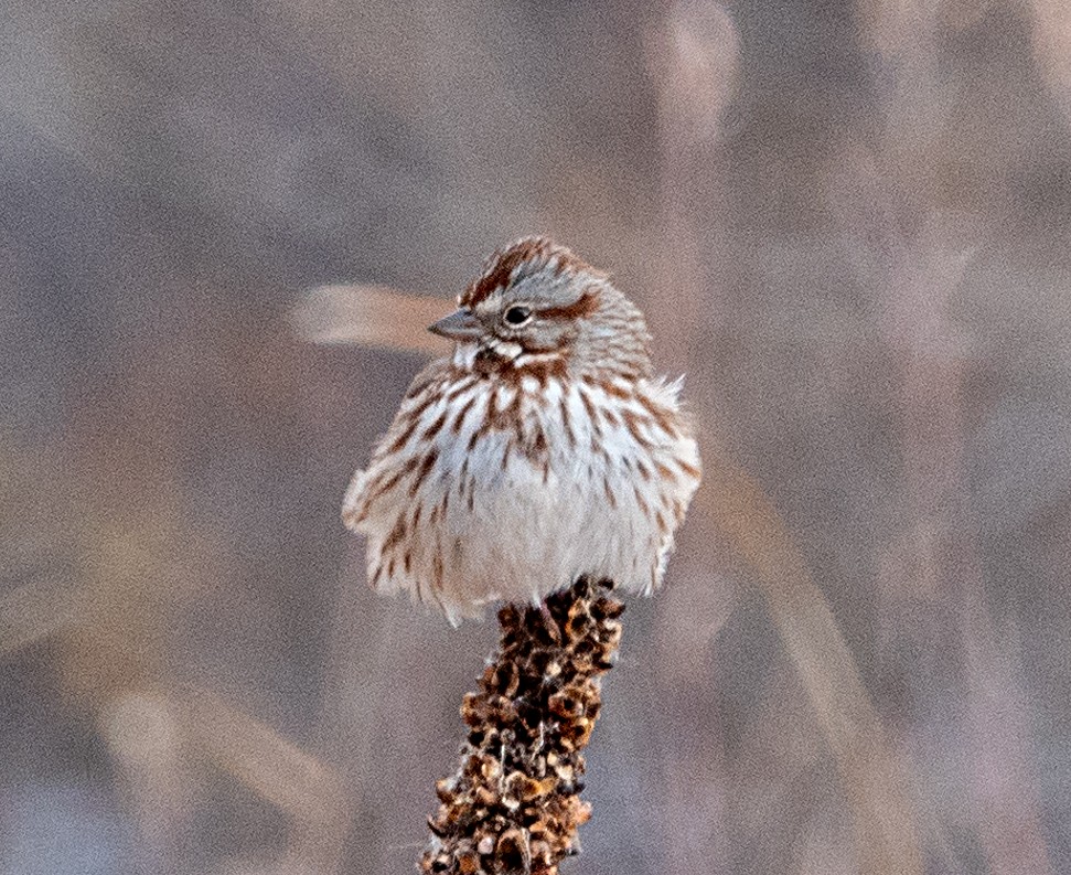 Song Sparrow - ML646090547