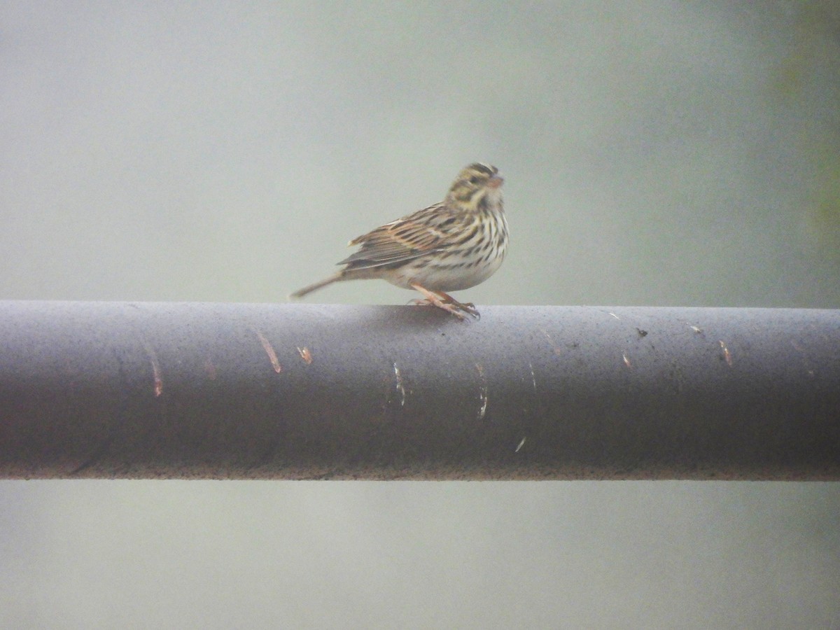 Savannah Sparrow - ML646090548