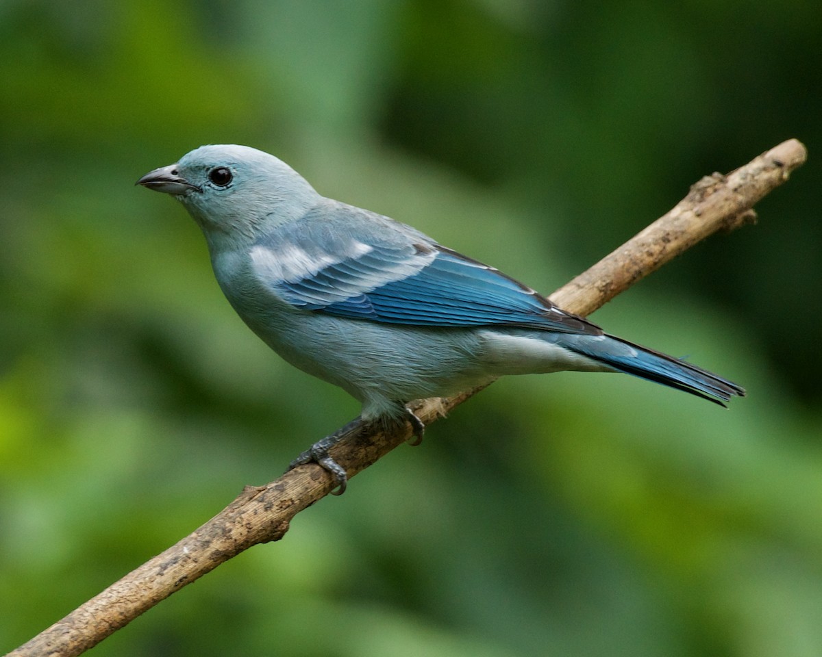 Tangara Azuleja - ML646090549