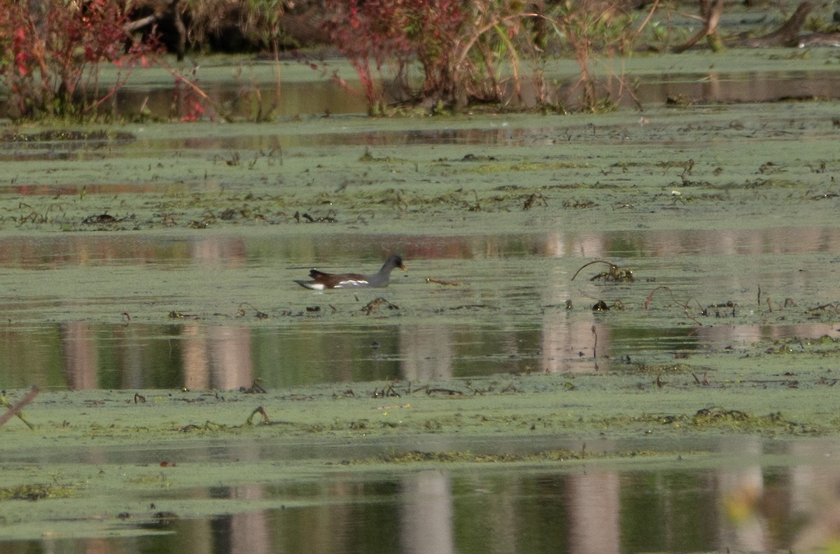 Gallinule d'Amérique - ML646090550
