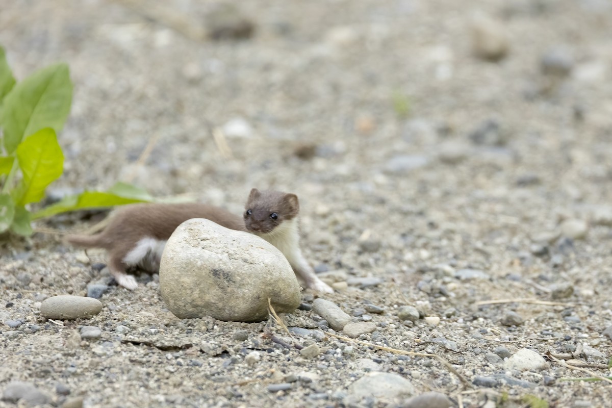 Alaskan Least Weasel - ML646090552