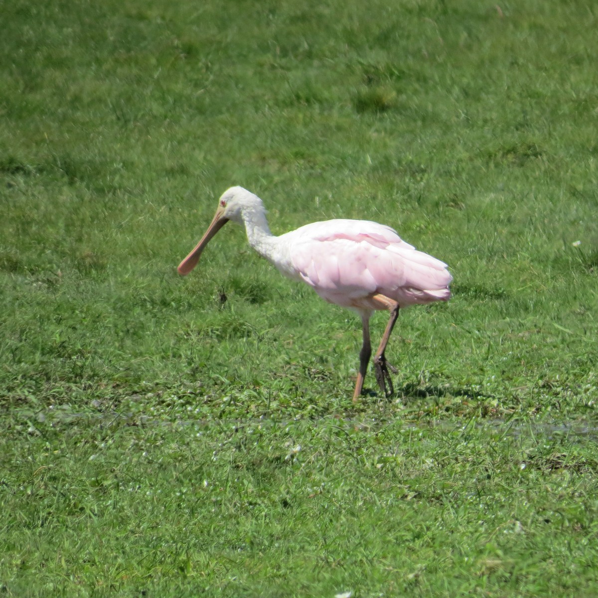 Косар рожевий - ML646090553
