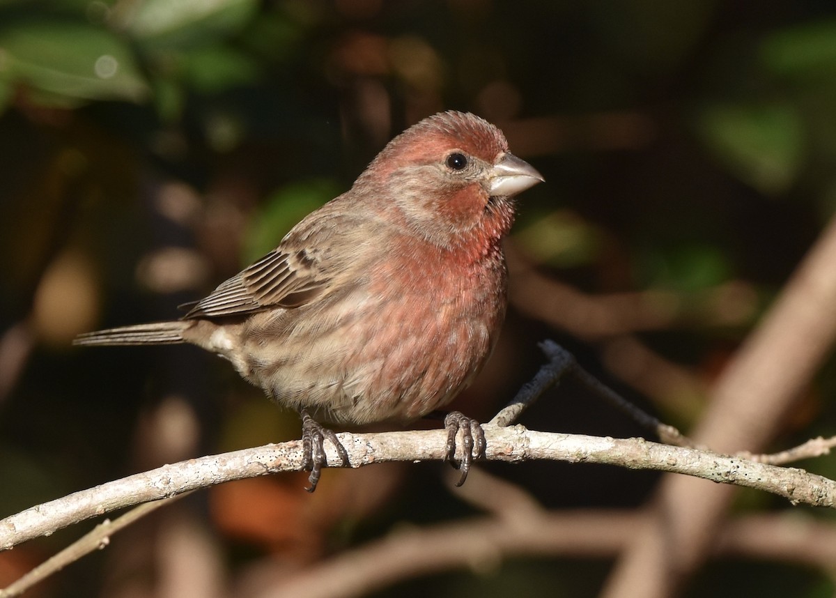 House Finch - ML646090554