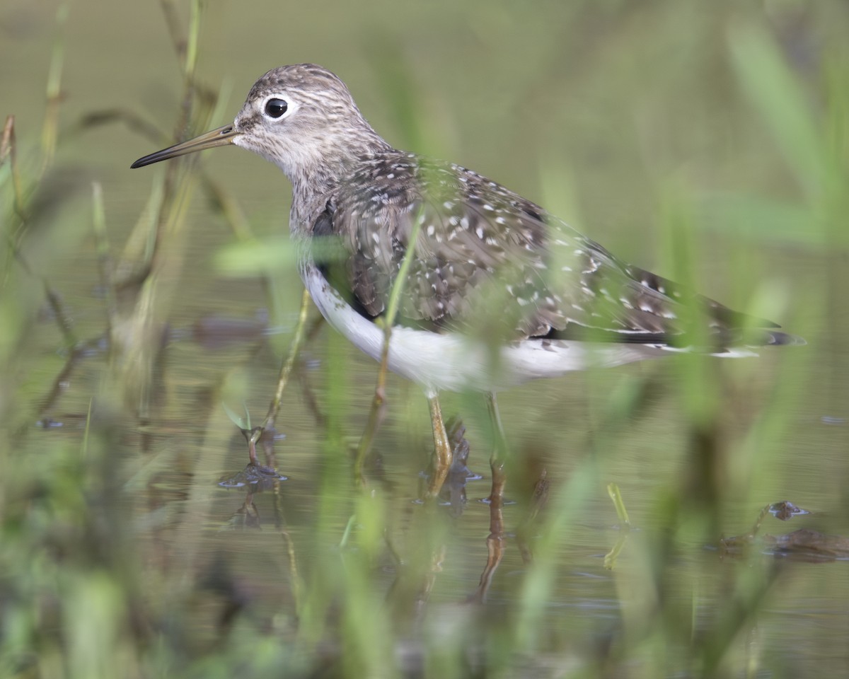 Solitary Sandpiper - ML646090561