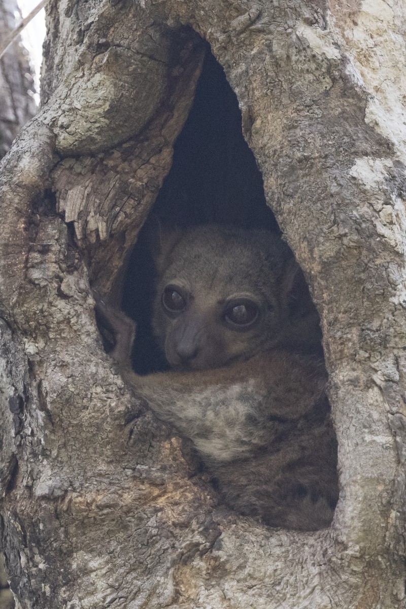 Milne-Edwards' Sportive Lemur - ML646090572