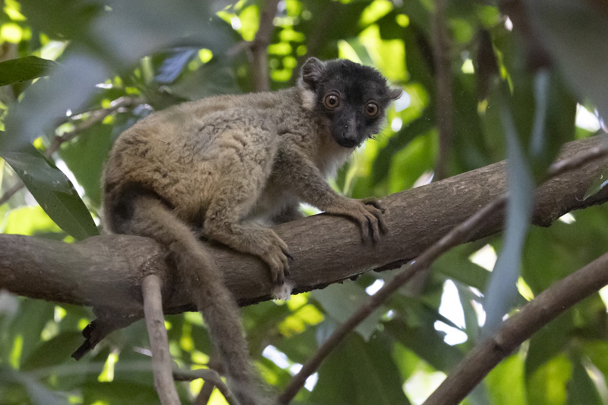 Common Brown Lemur - ML646090574