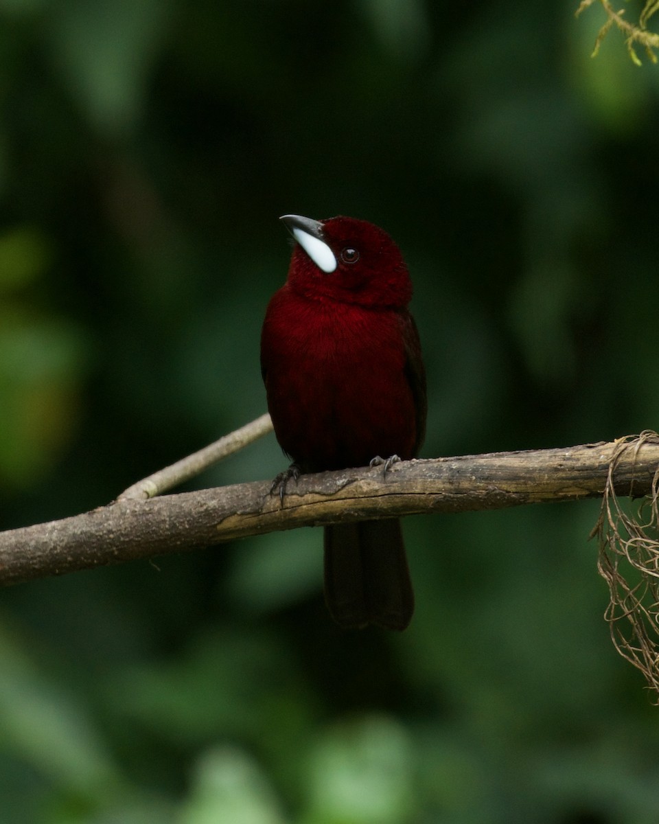 Silver-beaked Tanager - ML646090588