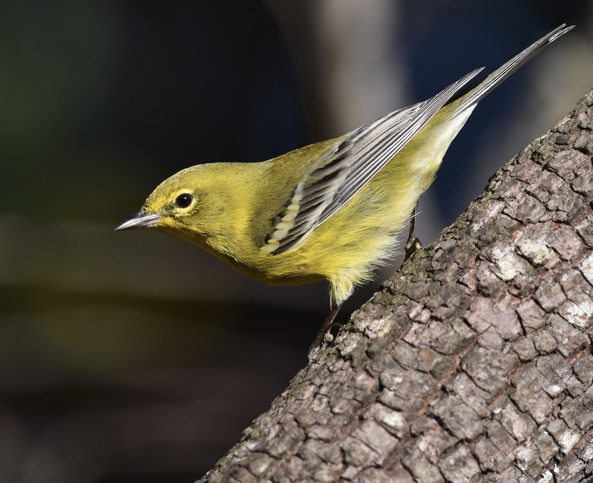 Reinita del Pinar - ML646090589