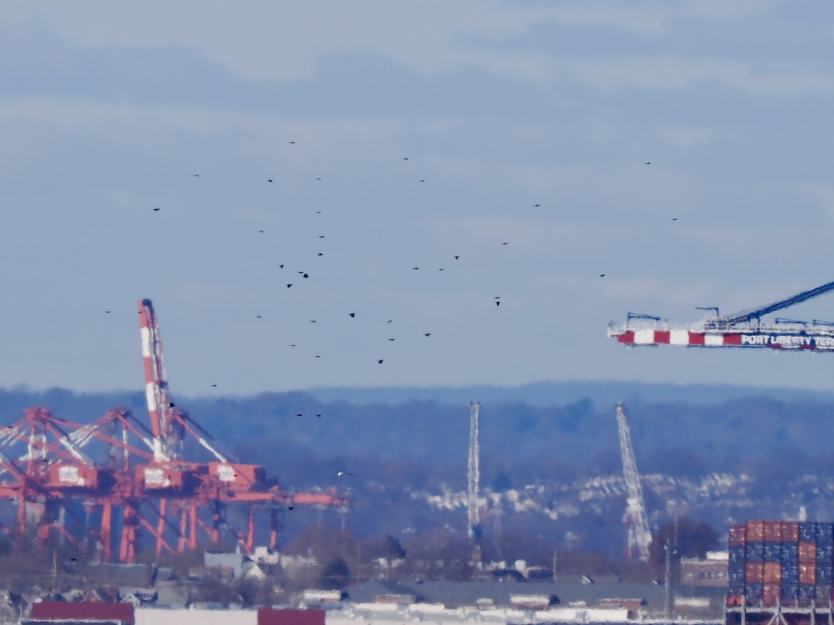 blackbird sp. - ML646090591