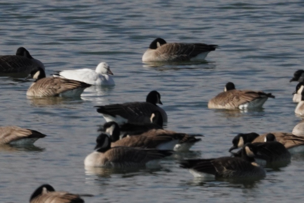 Ross's Goose - ML646090593