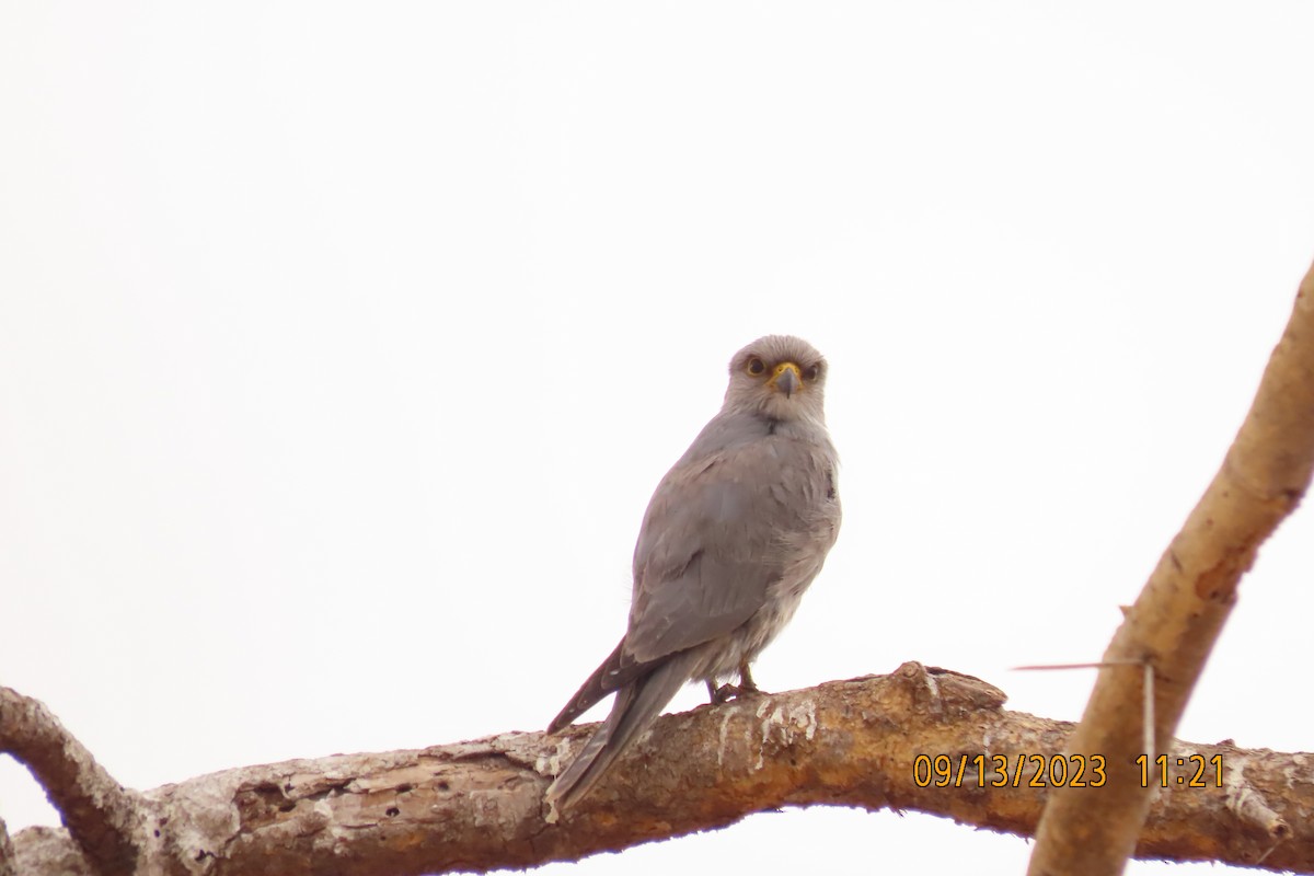 ハイイロチョウゲンボウ - ML646090598