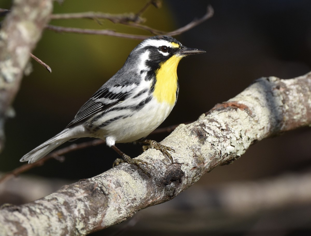 Yellow-throated Warbler - ML646090604
