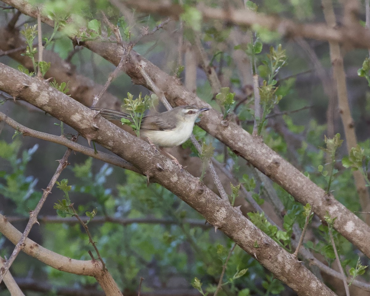 Pale Prinia - ML646090607