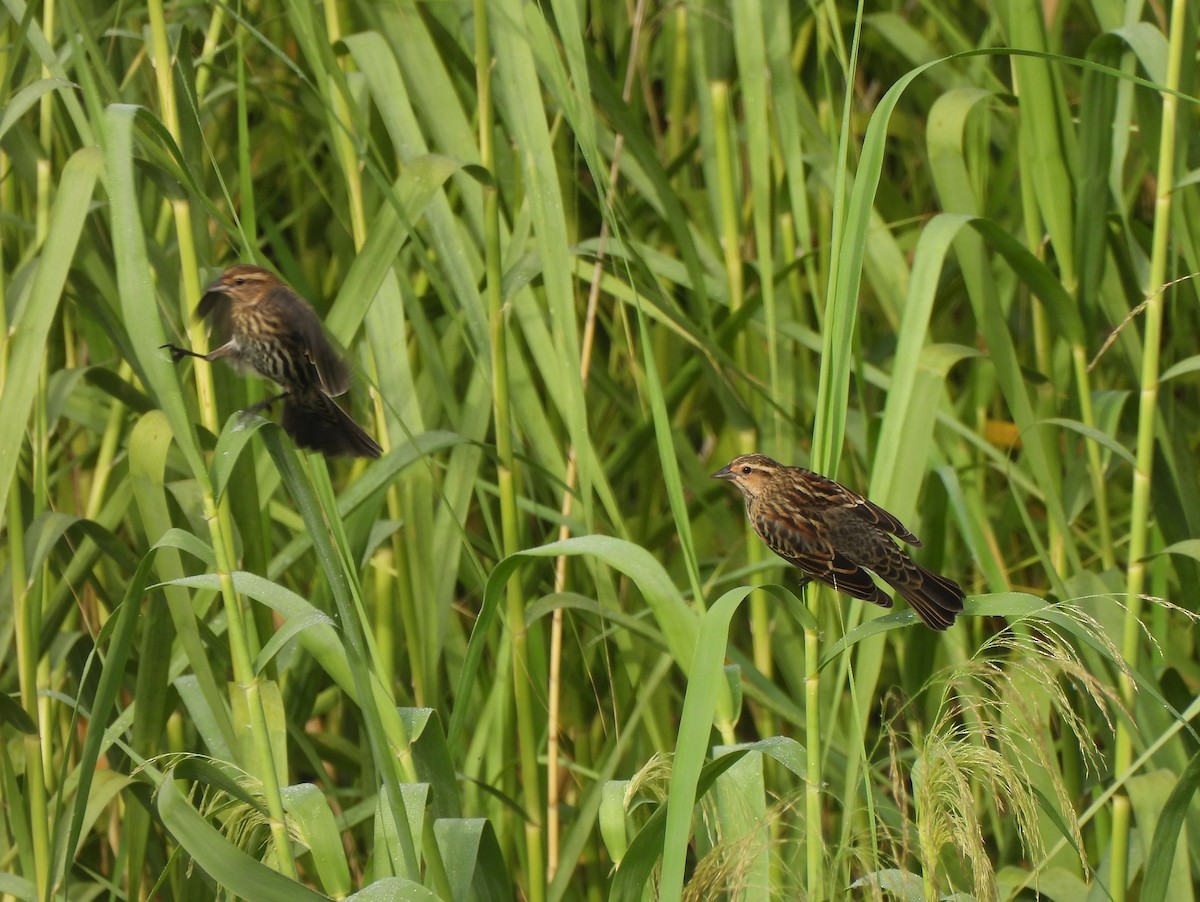 Red-winged Blackbird - ML646090610