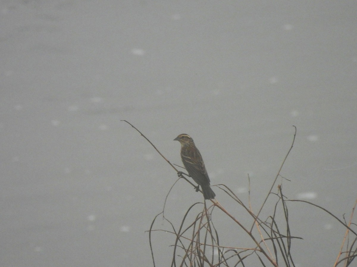 Red-winged Blackbird - ML646090611